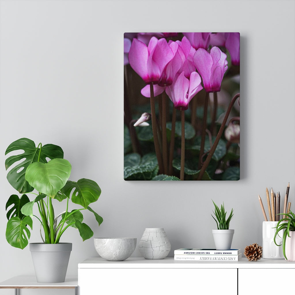 Cyclamen Reach - Canvas