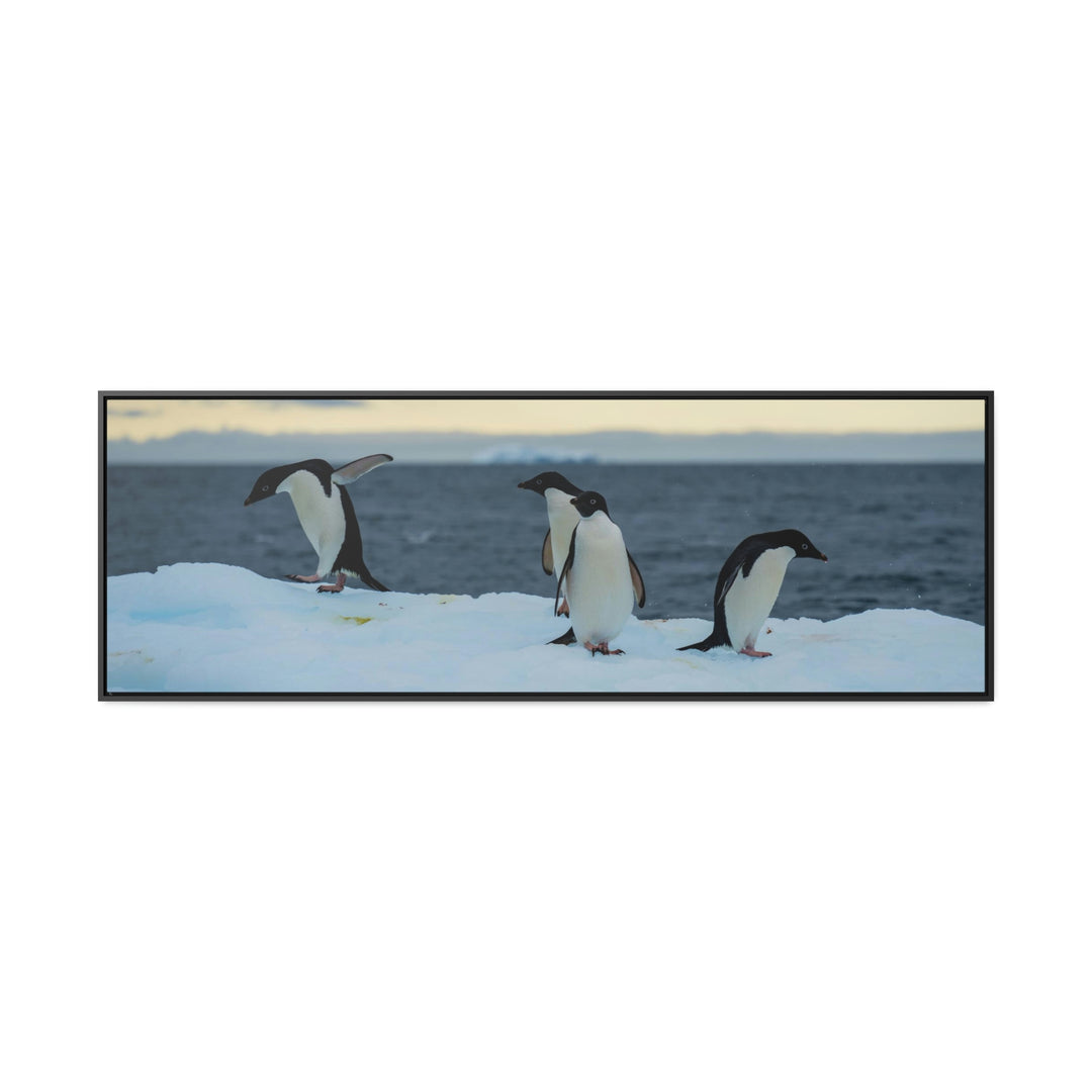 Penguin Dance - Canvas with Frame