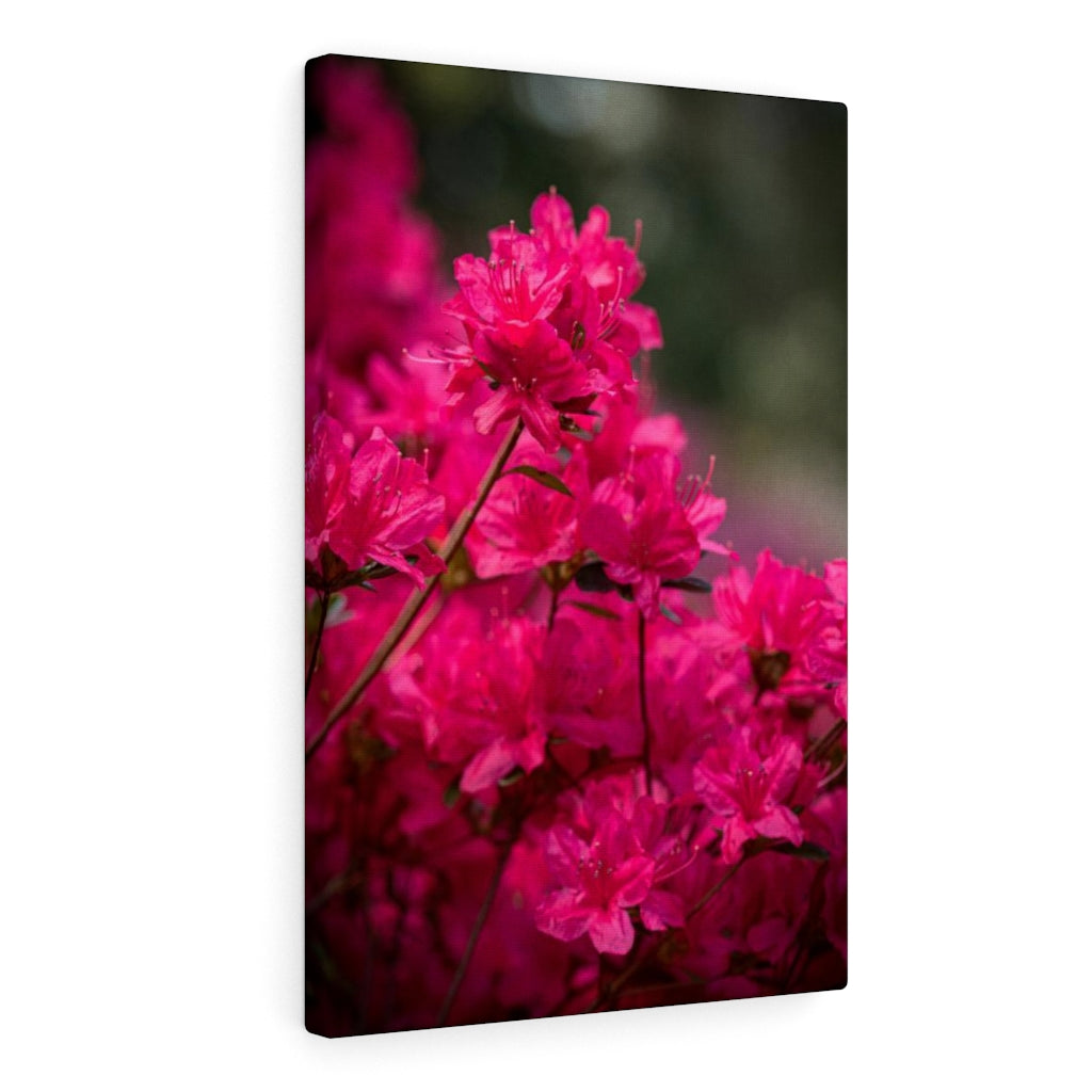 Full Bloom - Canvas