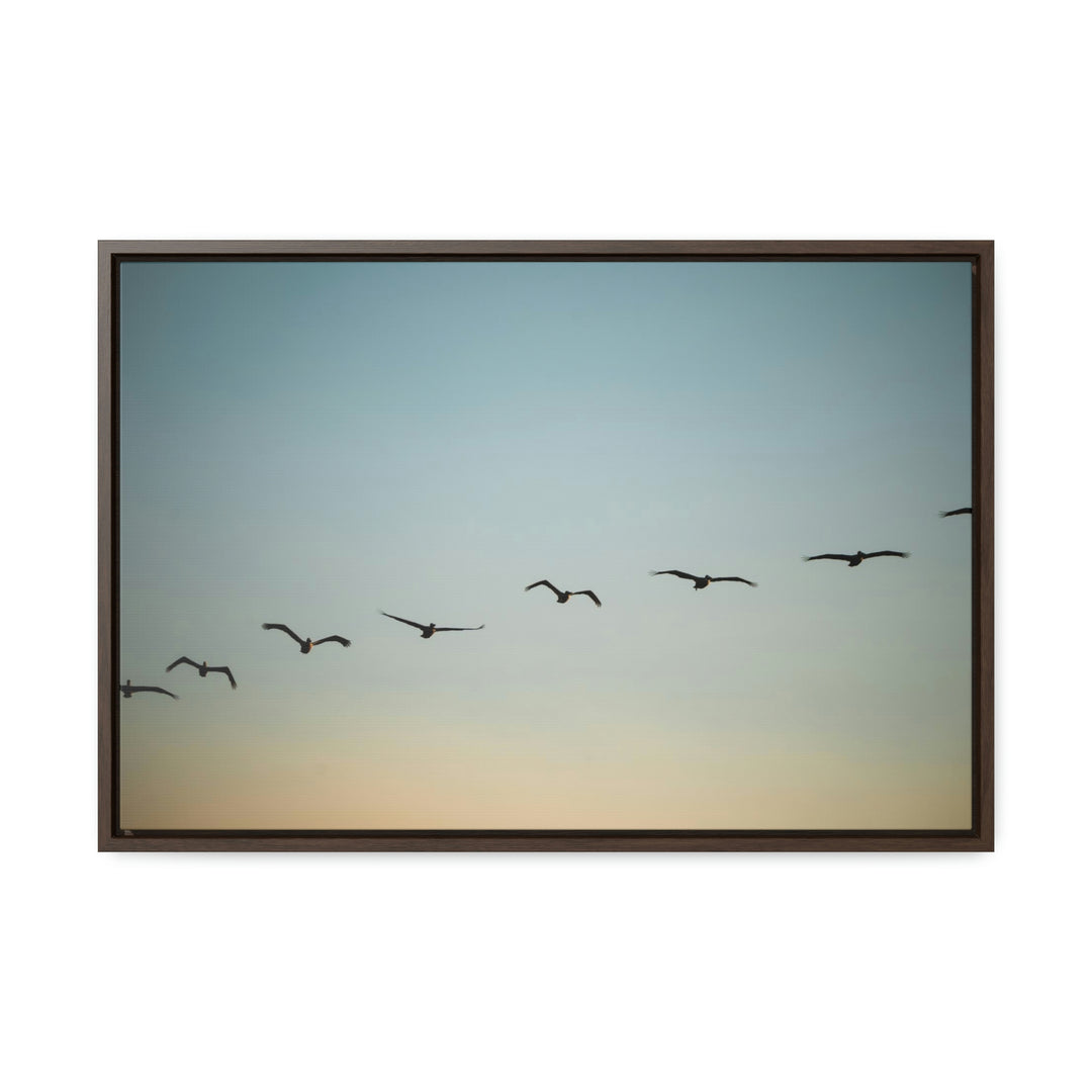 Brown Pelicans in Flight - Canvas with Frame