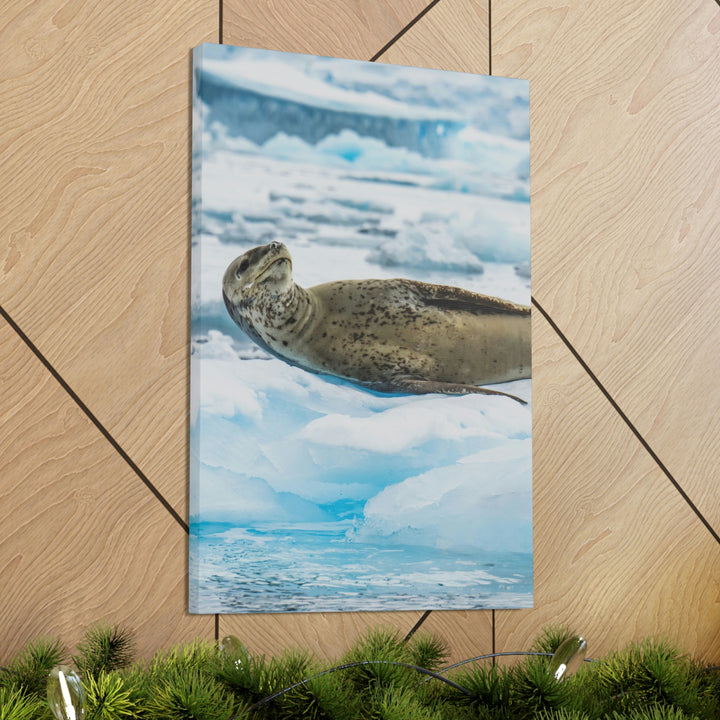 Leopard Seal Relaxing - Canvas