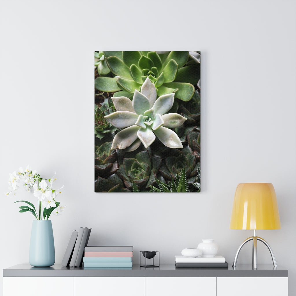 Succulent - Array - Canvas