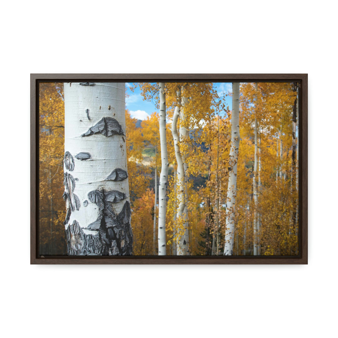 Aspens Changing - Canvas with Frame