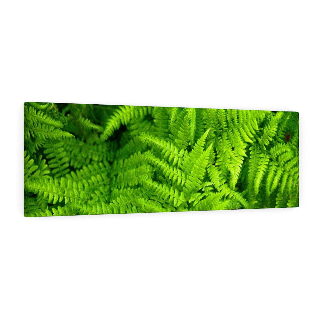 Ferns, Ferns, Ferns - Canvas