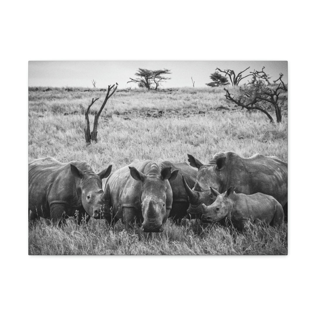 Rhino Family in Black and White - Canvas