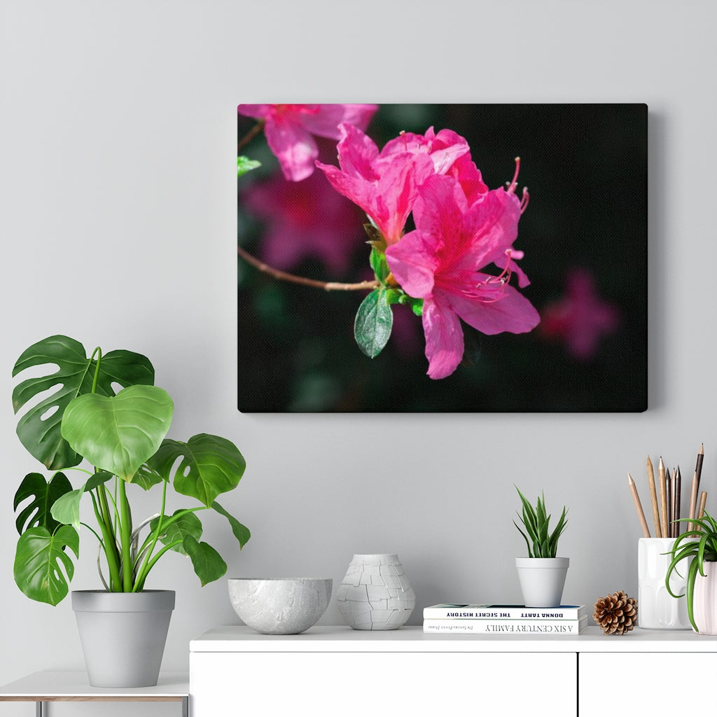 Standout Azalea - Canvas