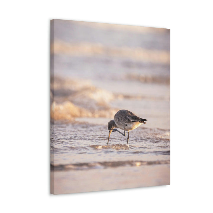 Willet Itch - Canvas