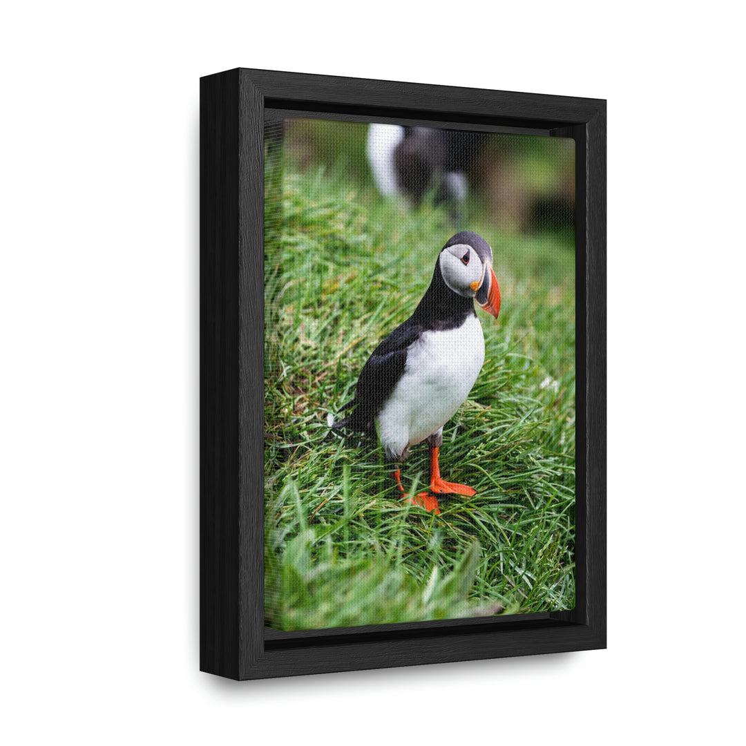 Curious Eye - Canvas with Frame