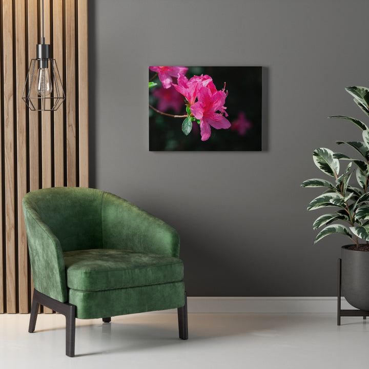 Standout Azalea - Canvas