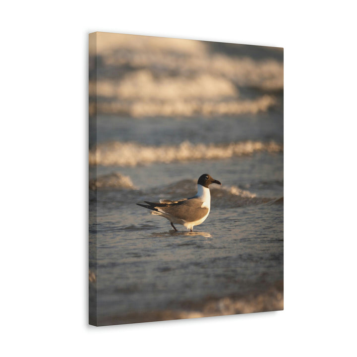 Laughing Gull in the Surf - Canvas