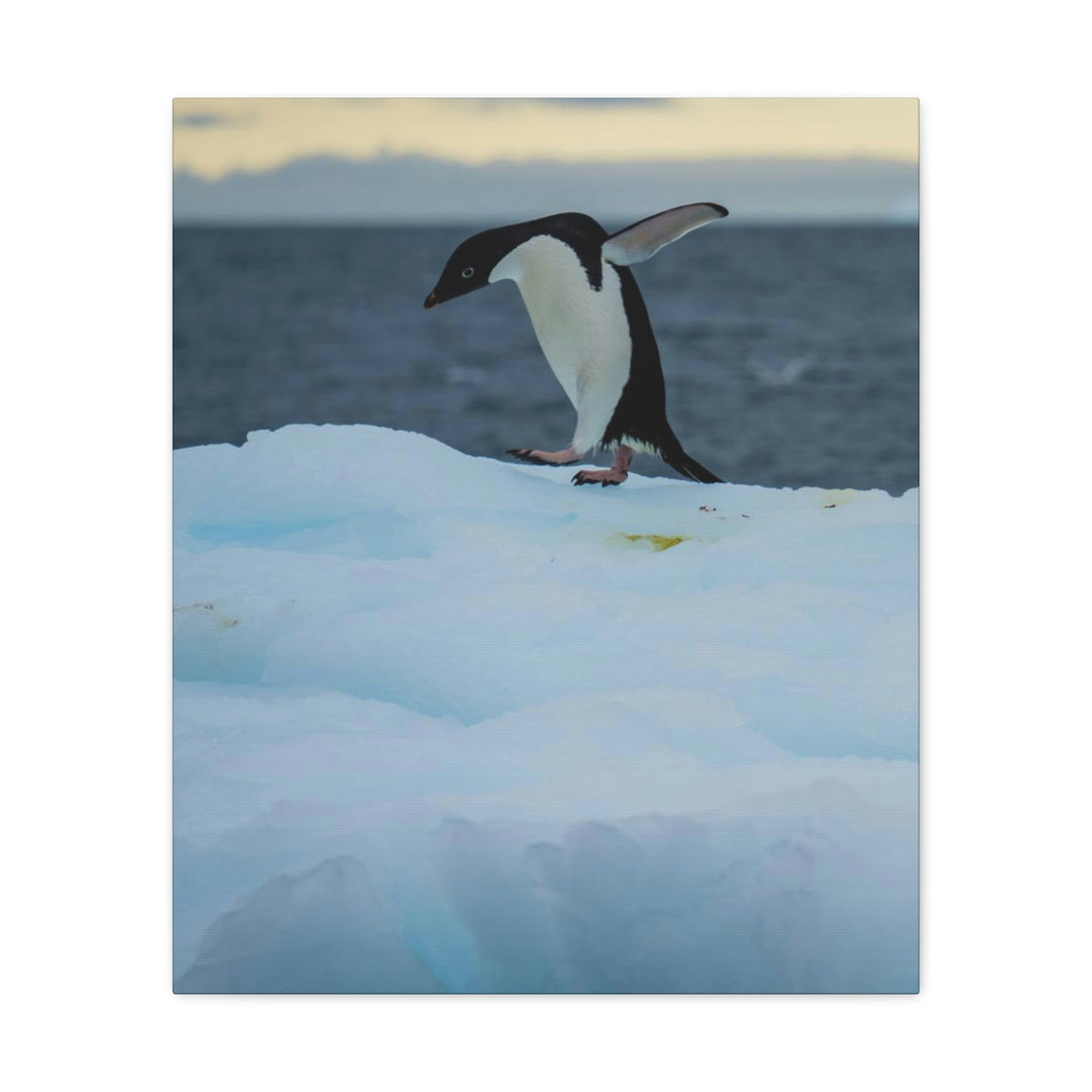 Penguin Dance - Canvas