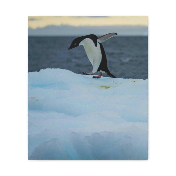 Penguin Dance - Canvas