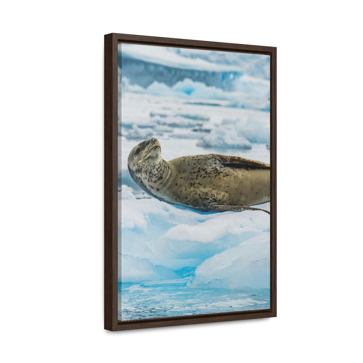 Leopard Seal Relaxing - Canvas with Frame