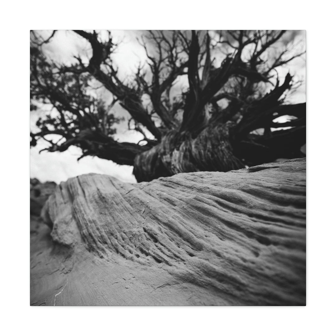 Desert Reach in Black and White - Canvas