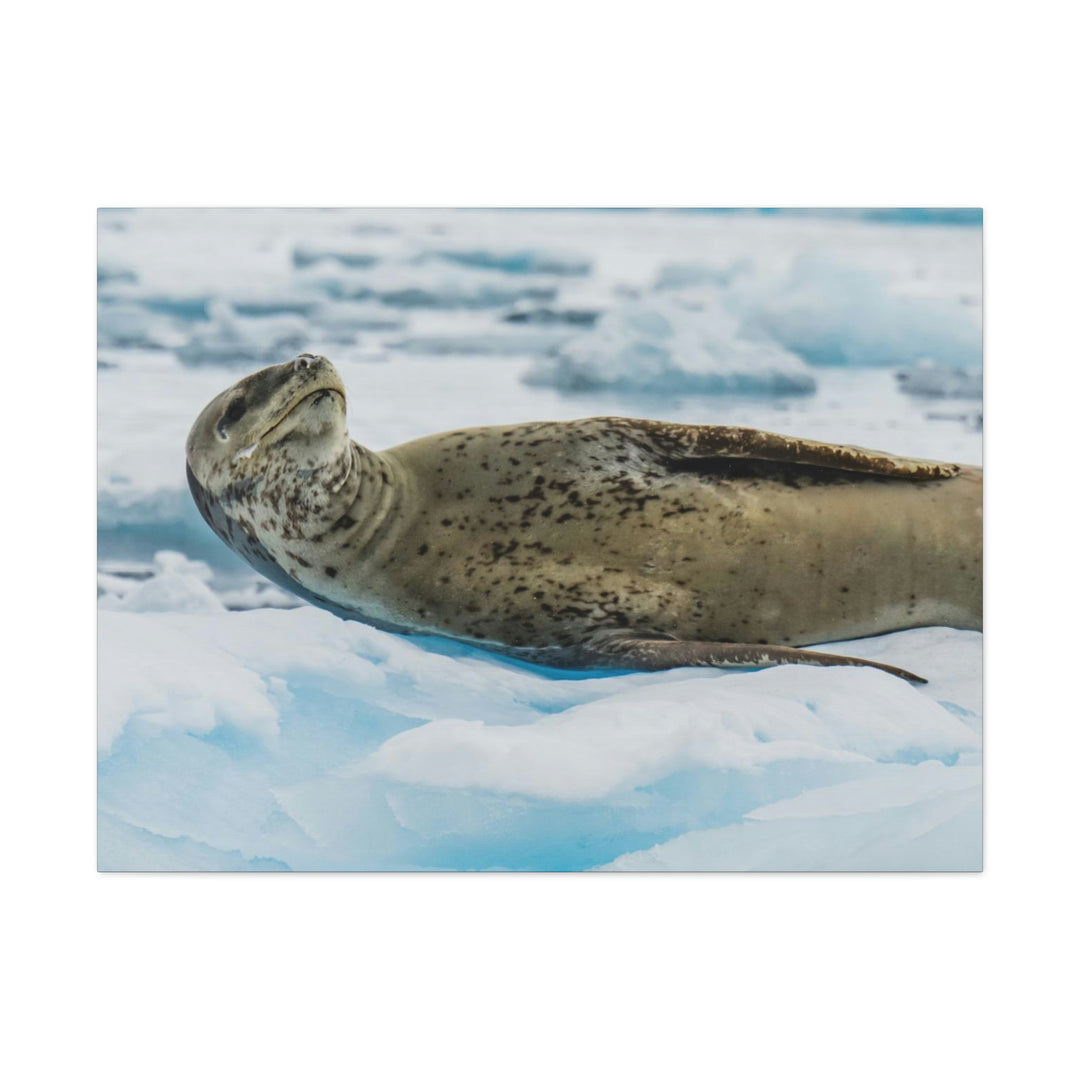 Leopard Seal Relaxing - Canvas