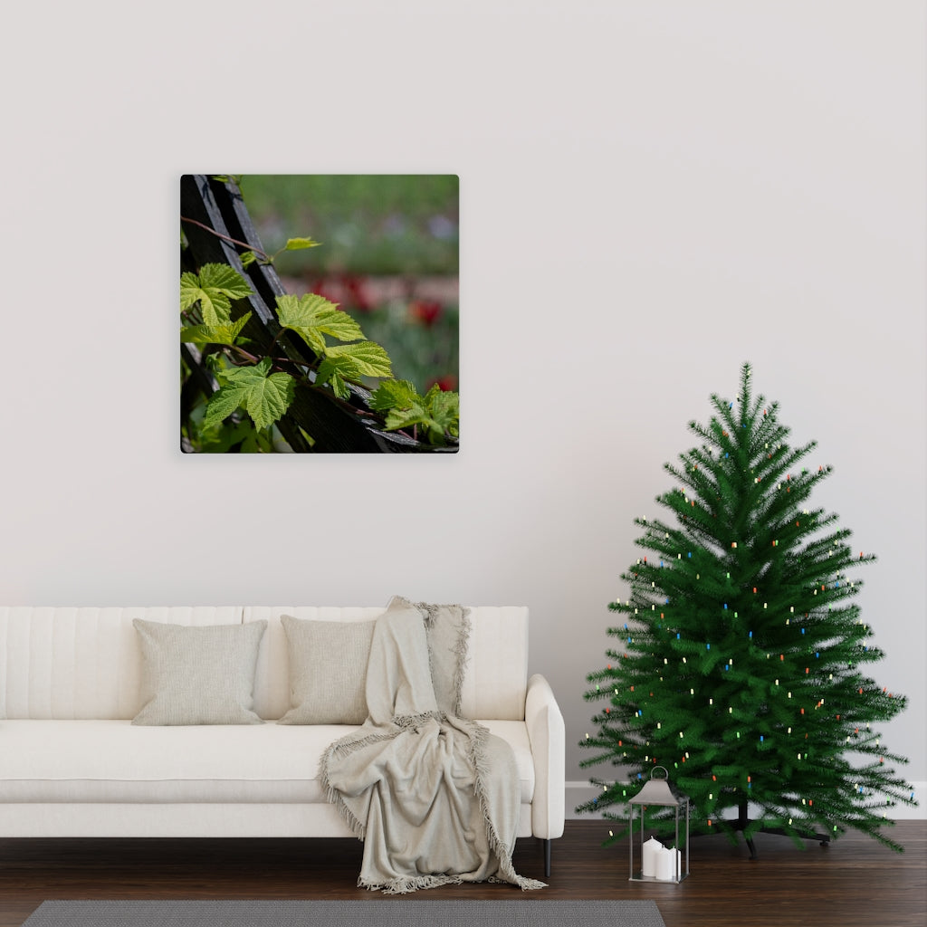 Ivy-Covered Fence - Canvas