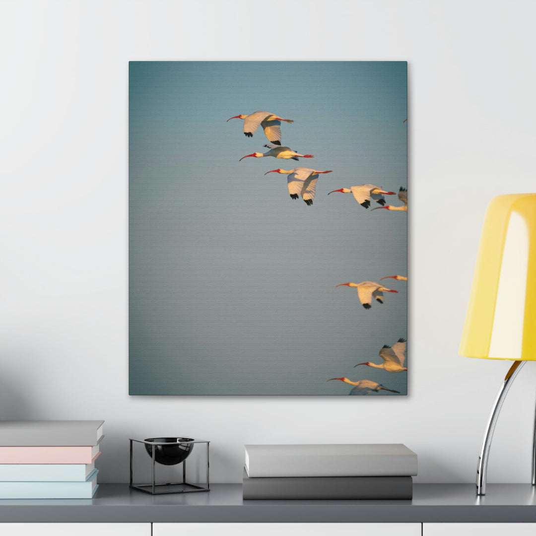 White Ibis in Flight - Canvas