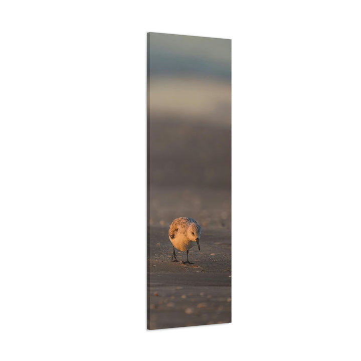 Feeding Sanderling - Canvas