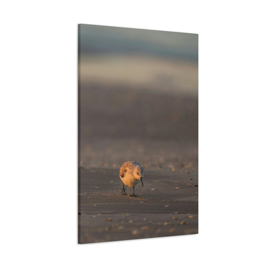 Feeding Sanderling - Canvas