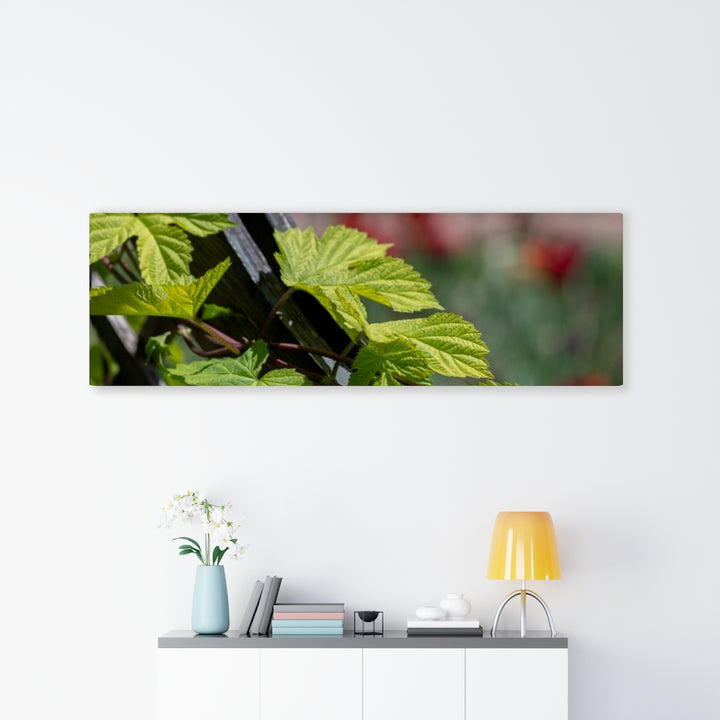 Ivy-Covered Fence - Canvas