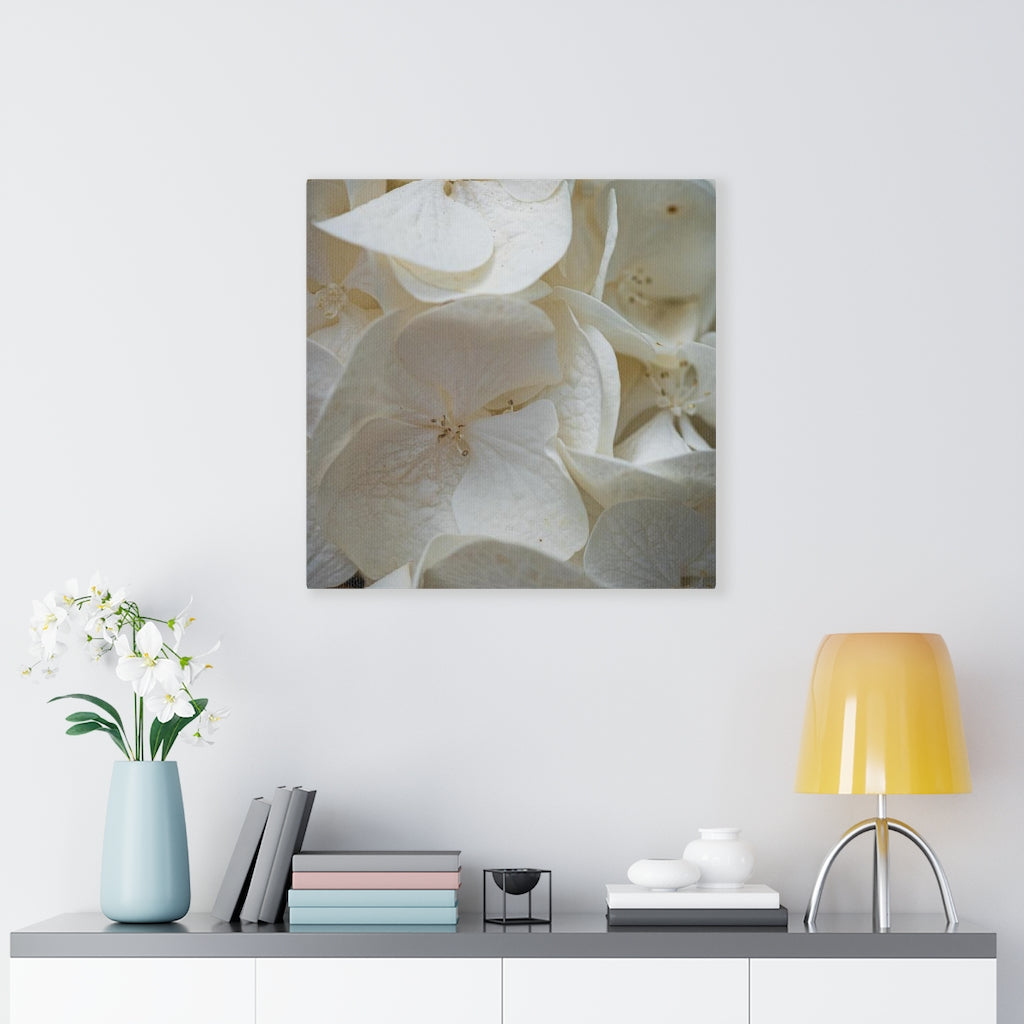 White Hydrangea Detail - Canvas