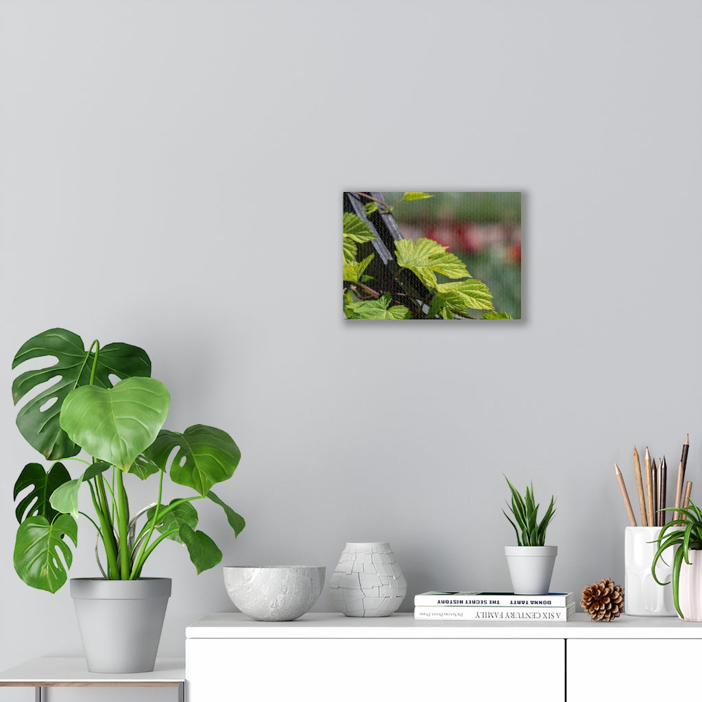 Ivy-Covered Fence - Canvas