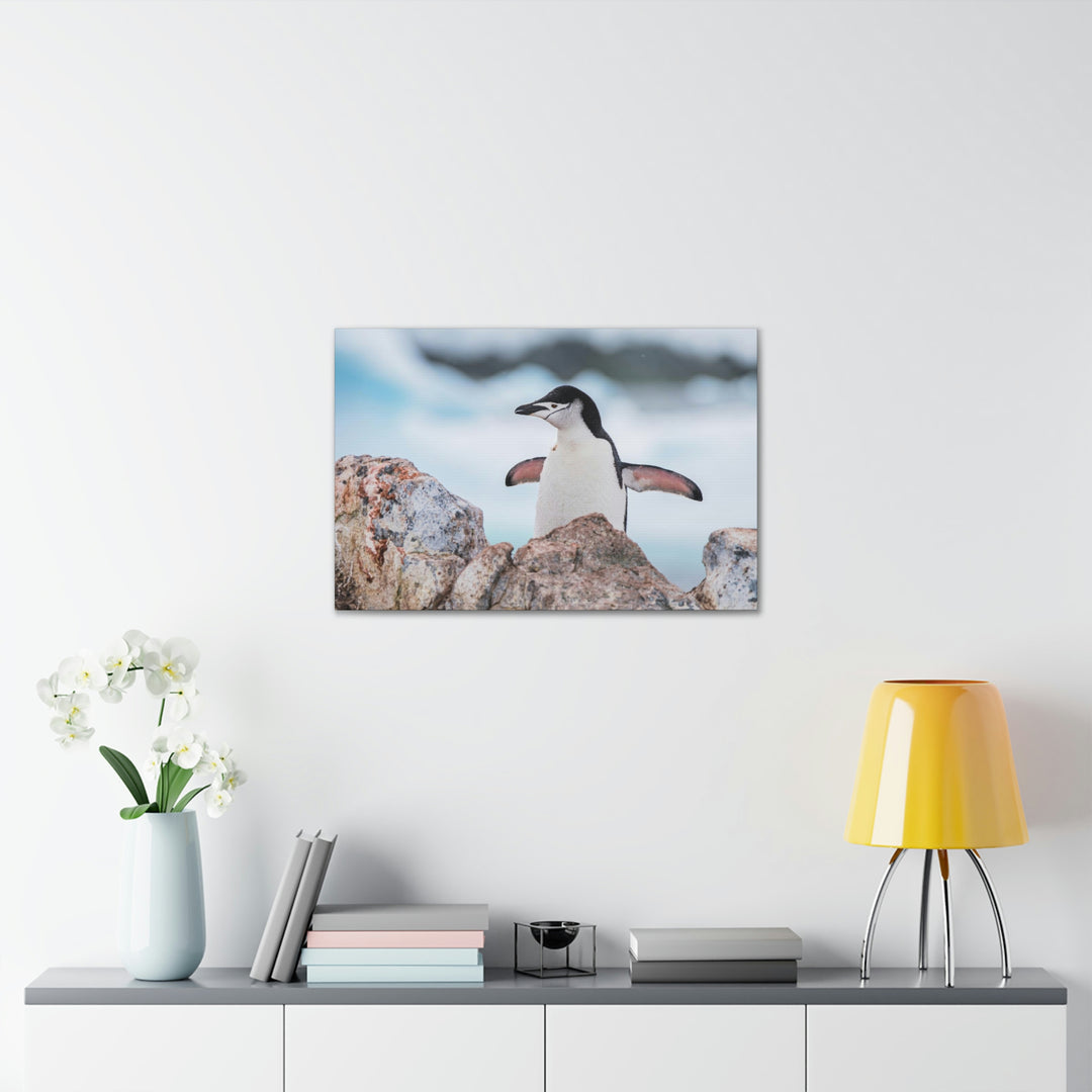 Stretched Penguin - Canvas