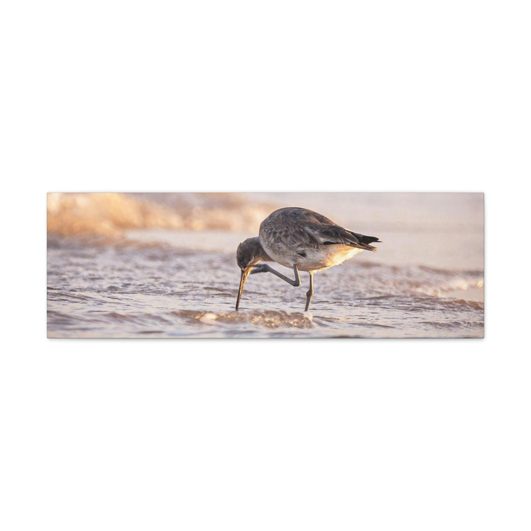 Willet Itch - Canvas