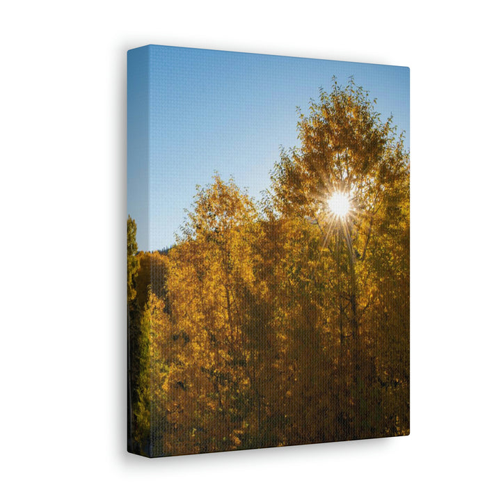 Sun Through the Aspens - Canvas