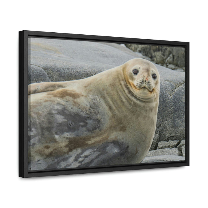 Weddell Smile - Canvas with Frame