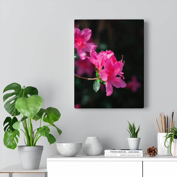 Standout Azalea - Canvas