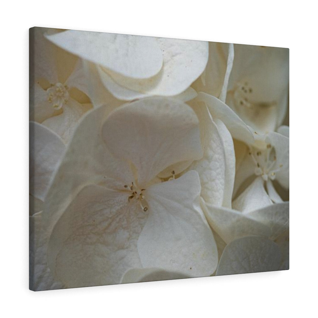 White Hydrangea Detail - Canvas