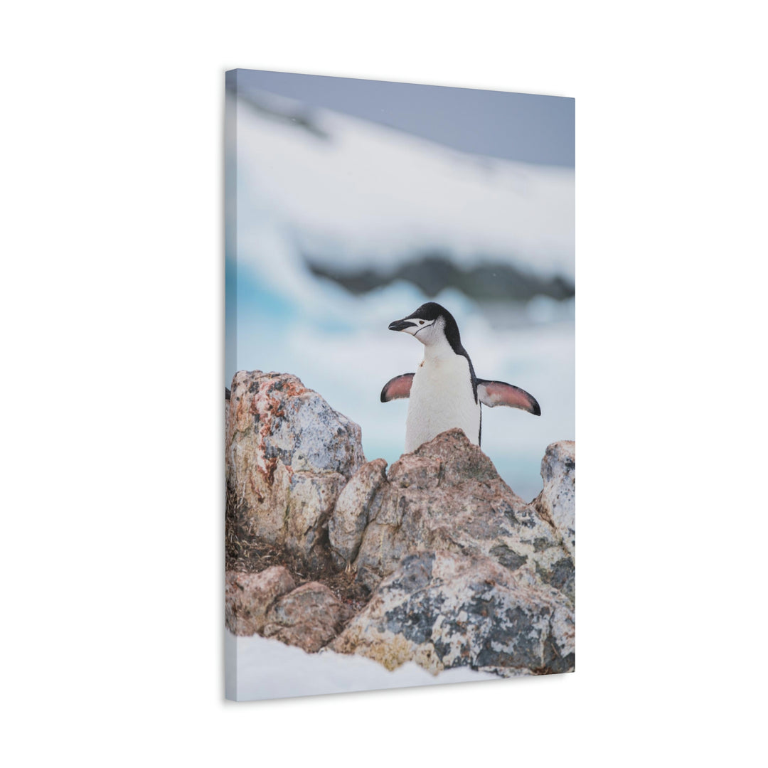 Stretched Penguin - Canvas