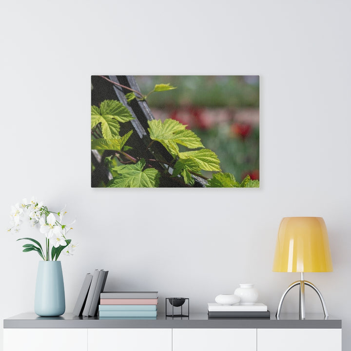 Ivy-Covered Fence - Canvas