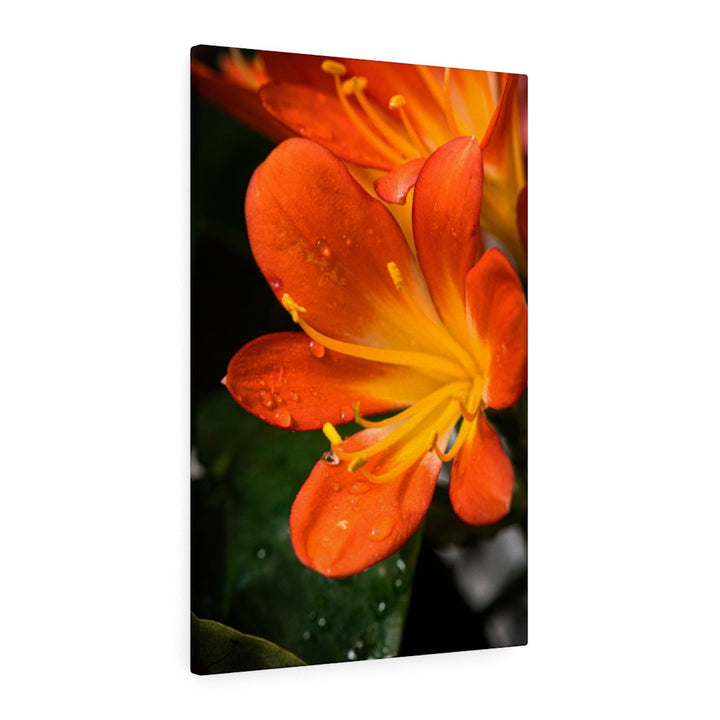 Bright Bush Lily - Canvas