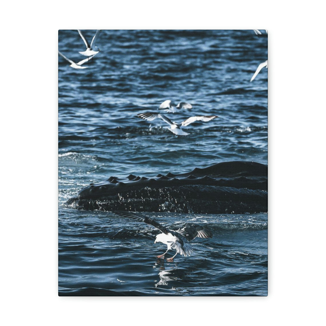 Humpback Hello - Canvas