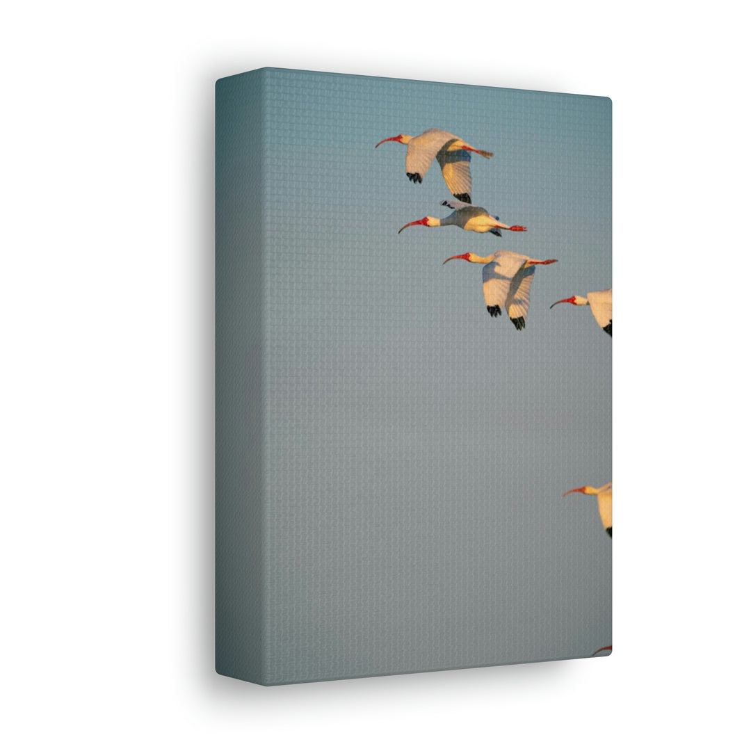 White Ibis in Flight - Canvas