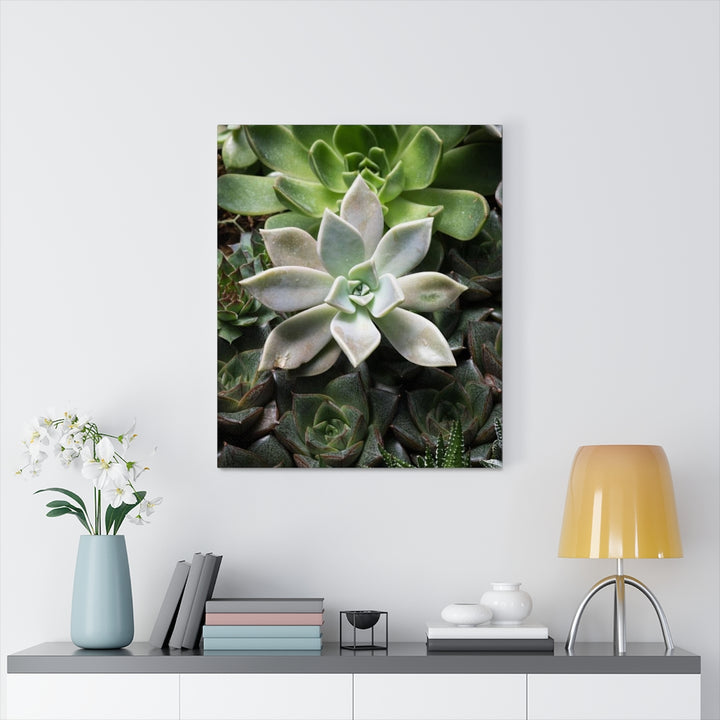 Succulent - Array - Canvas