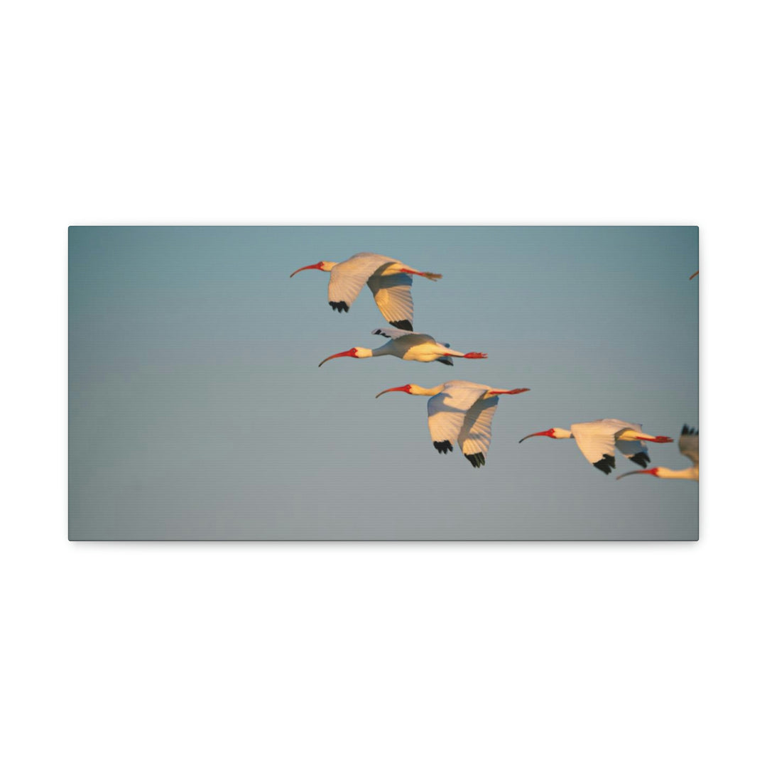 White Ibis in Flight - Canvas