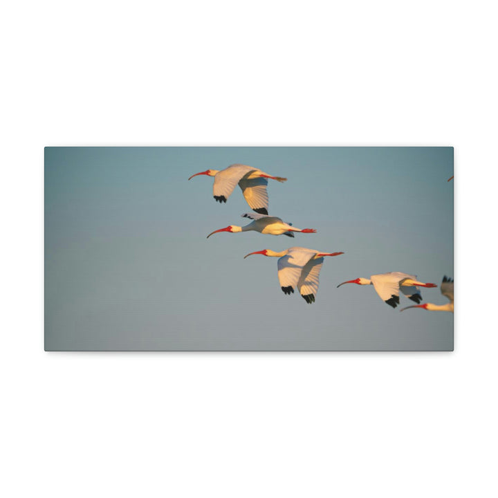 White Ibis in Flight - Canvas