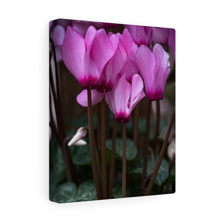 Cyclamen Reach - Canvas