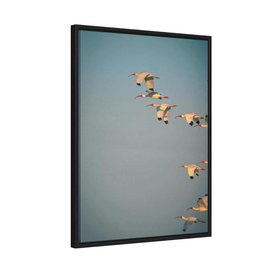 White Ibis in Flight - Canvas with Frame