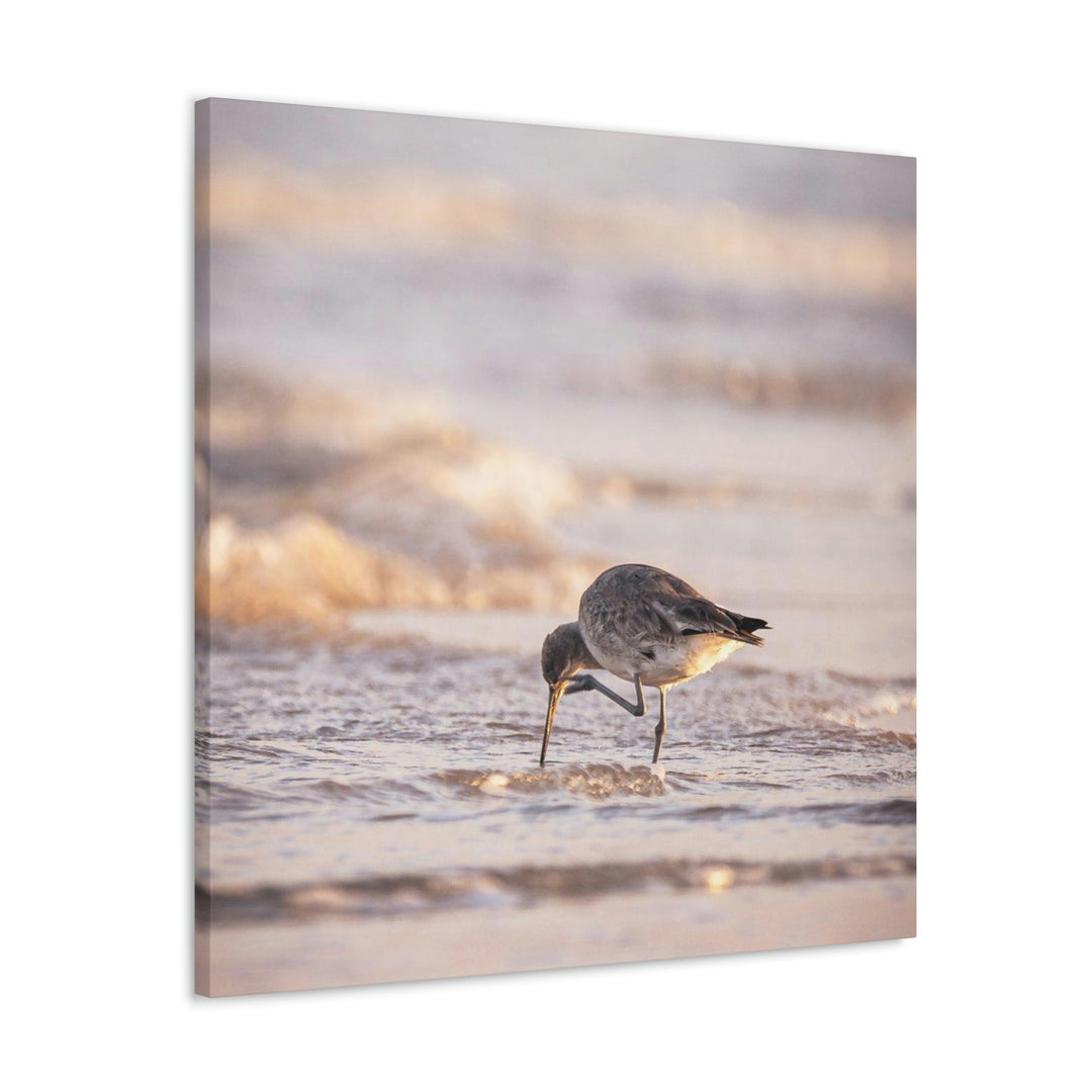 Willet Itch - Canvas