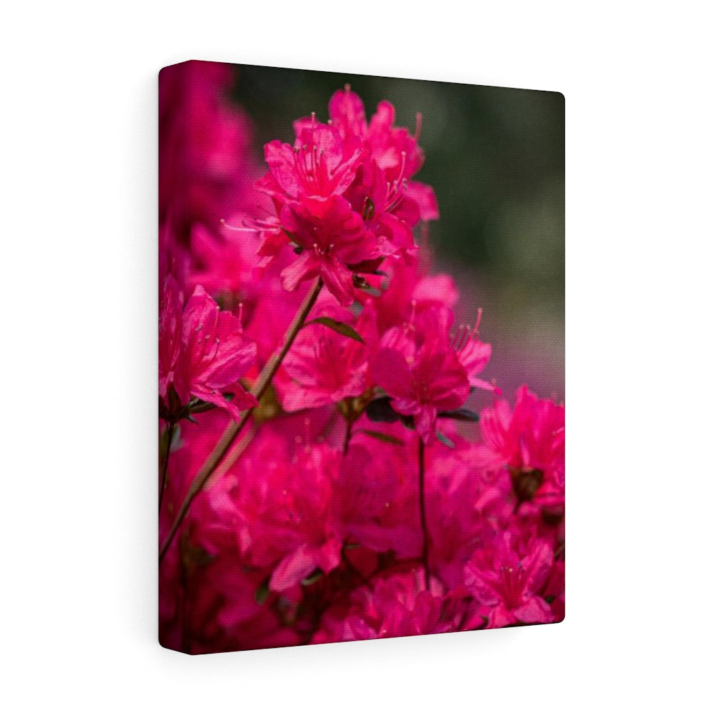 Full Bloom - Canvas