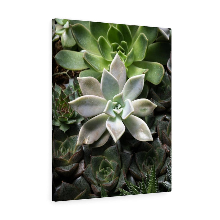 Succulent - Array - Canvas