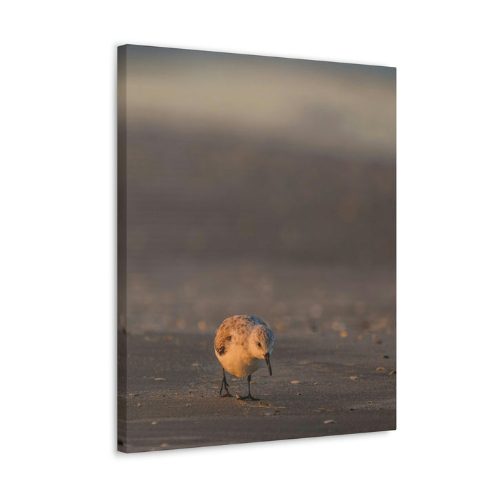 Feeding Sanderling - Canvas