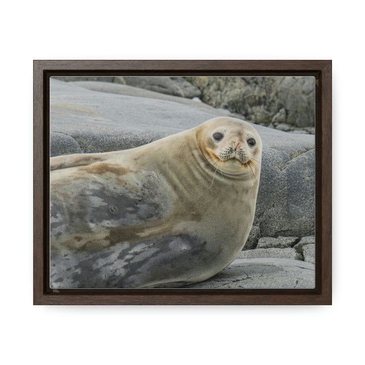 Weddell Smile - Canvas with Frame