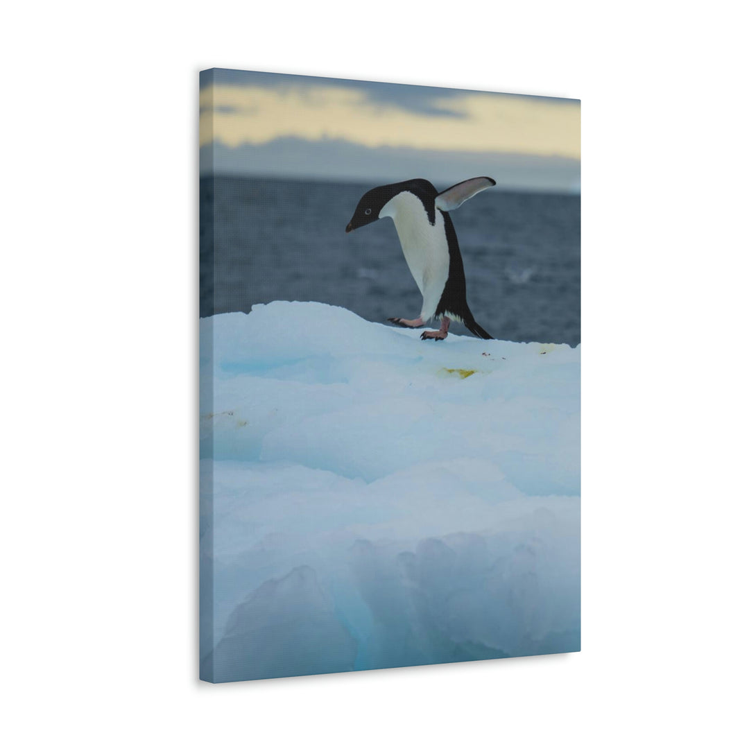 Penguin Dance - Canvas