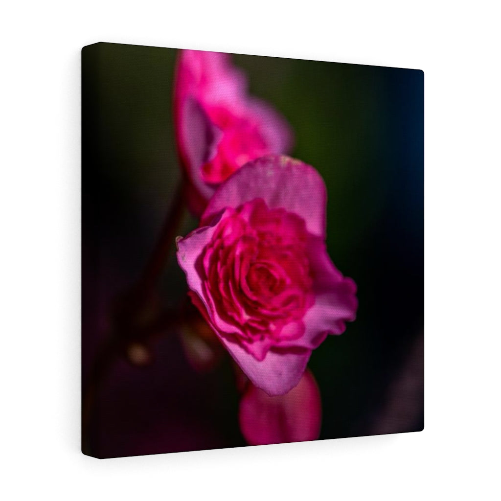 Hybrid Tea Lily - Canvas