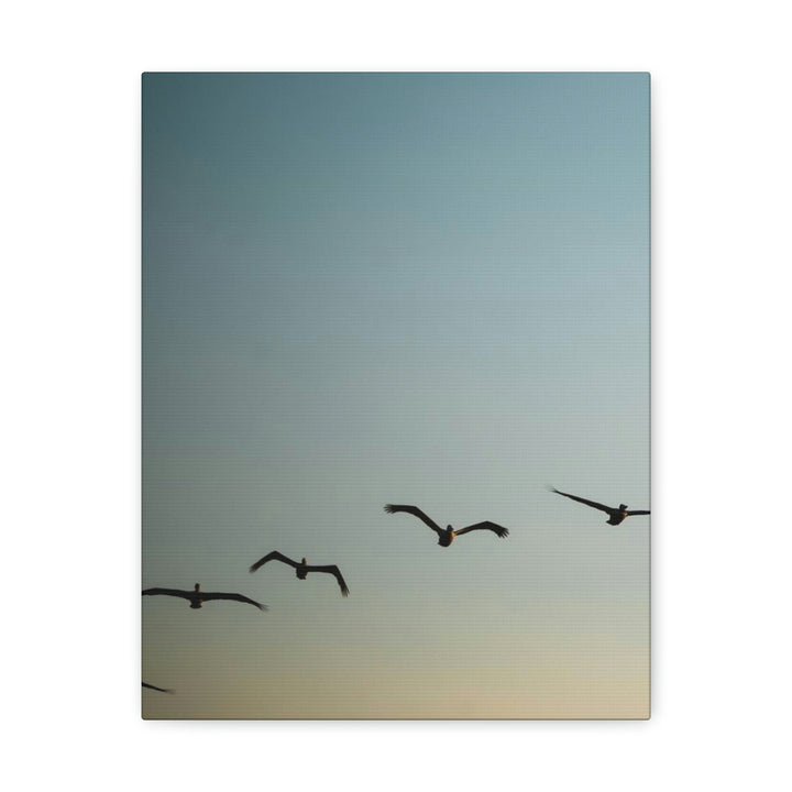 Brown Pelicans in Flight - Canvas